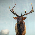 Beautiful Bull Elk in the Fog