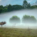 Bull Elk in the Smokies