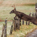 White-tailed Buck Showing Off